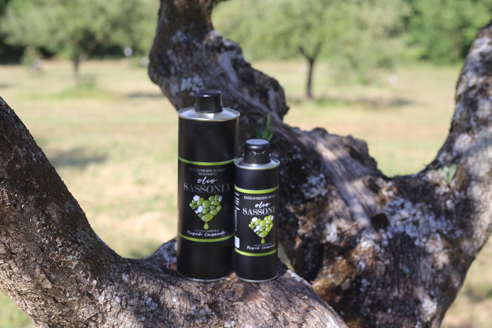 olio evo bio di Calabria